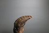 Tyrannosaurus rex Hand Claw, Lance Formation - 6.05 in.