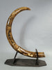 Rare Dwarf Mammoth Tusk Pair