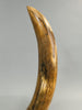 28" Woolly Mammoth Tusk