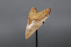 Beautiful Megalodon Shark Tooth - 5.95"