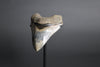 Megalodon Shark Tooth - 5.60"