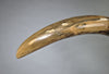 Woolly Mammoth Tusk - 67"