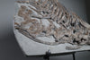 Ichthyosaur, Stenopterygius quadriscissus  - 22"