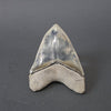 Megalodon Shark Tooth - 5.7"