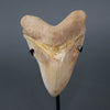 Spectacular Megalodon Shark Tooth - 5.8"