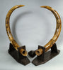 Rare Dwarf Mammoth Tusk Pair