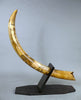 39" Woolly Mammoth Tusk