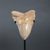 Beautiful Megalodon Shark Tooth - 5.85"