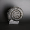 Large Ammonite, Metophioceras