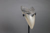 American Megalodon Shark Tooth - 5.82"