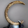 Large 9' Mammoth Tusk - 100 lbs.