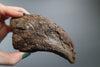 Tyrannosaurus rex Hand Claw, Lance Formation - 6.05 in.