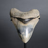 Megalodon Shark Tooth - 5.60"