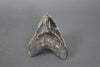 Megalodon Shark Tooth - 5.75"