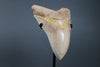 Beautiful Megalodon Shark Tooth - 5.85"