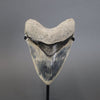 Megalodon Shark Tooth - 5.7"