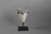 American Megalodon Shark Tooth - 5.82"