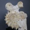 Ammonite Association (3 species), France - 8.5"