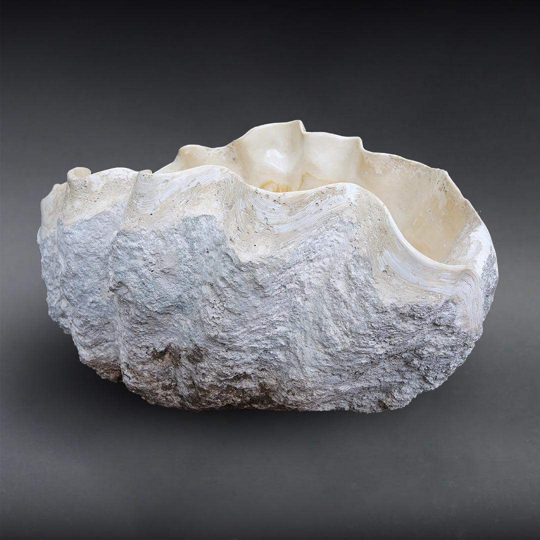 Fossil Realm: Buy Superb Fossils & Meteorites Online