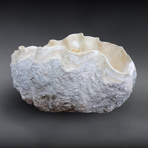 Fossilized Giant Clamshell, Tridacna gigantea - 39.3 – Fossil Realm