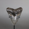 Impressive Megalodon Shark Tooth - 6"