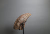 Tyrannosaurus rex Hand Claw, Lance Formation - 6.05 in.