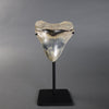 Megalodon Shark Tooth - 5.60"