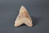 Spectacular Megalodon Shark Tooth - 5.8"