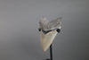 American Megalodon Shark Tooth - 5.82"