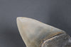 American Megalodon Shark Tooth - 5.82"