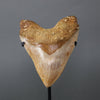 Beautiful Megalodon Shark Tooth - 5.9"