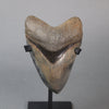 Spectacular American Megalodon Shark Tooth - 5.7"