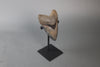 Spectacular American Megalodon Shark Tooth - 5.73"