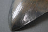 Spectacular American Megalodon Shark Tooth - 5.7"