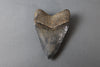 Spectacular American Megalodon Shark Tooth - 5.73"