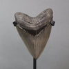 Incredible American Megalodon Shark Tooth - 5.3"