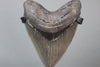 Incredible American Megalodon Shark Tooth - 5.3"