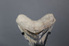 Beautiful Megalodon Shark Tooth - 5.4"