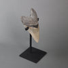 Amazing American Megalodon Shark Tooth - 5.8"