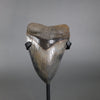 Spectacular American Megalodon Shark Tooth - 5.73"