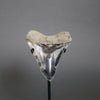 Beautiful Megalodon Shark Tooth - 5.47" *RESERVED*