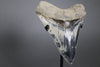 Beautiful Megalodon Shark Tooth - 5.47" *RESERVED*