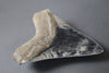 Beautiful Megalodon Shark Tooth - 5.47" *RESERVED*