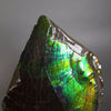 Ammolite Piece with Vibrant Blue - 9.5”