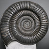 Large Ammonite, Metophioceras