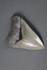 American Megalodon Shark Tooth - 5.82"