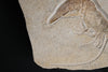 Fossil Shrimp from Solnhofen, Germany