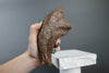 Tyrannosaurus rex Hand Claw, Lance Formation - 6.05 in.