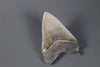 American Megalodon Shark Tooth - 5.82"