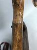 Rare Dwarf Mammoth Tusk Pair